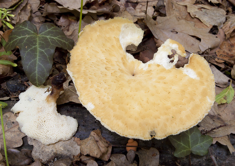 Polyporus tuberaster